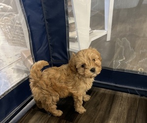 Cavapoo Puppy for sale in NORTH VERNON, IN, USA