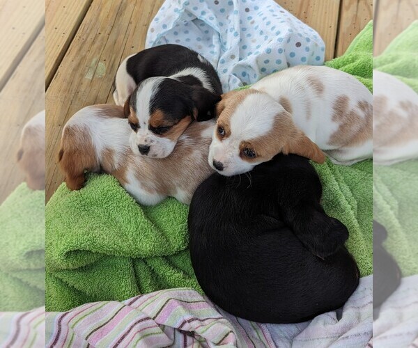 Medium Photo #1 Basset Hound-Cavalier King Charles Spaniel Mix Puppy For Sale in DUNNVILLE, KY, USA