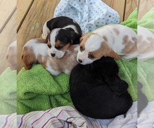 Basset Hound-Cavalier King Charles Spaniel Mix Puppy for sale in DUNNVILLE, KY, USA