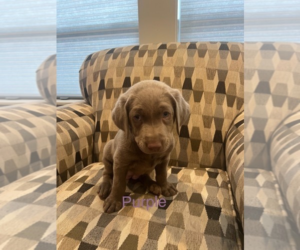 Medium Photo #1 Labrador Retriever Puppy For Sale in STAR, ID, USA