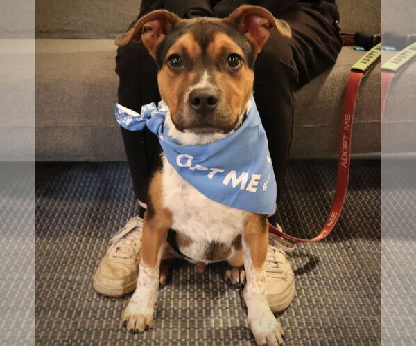 Medium Photo #7 Mutt Puppy For Sale in San Jose, CA, USA