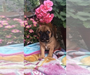 Frenchie Pug Puppy for sale in BELLE CENTER, OH, USA