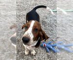 Small Basset Hound
