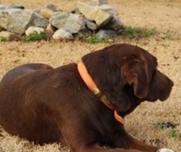 Medium Photo #1 Golden Labrador Puppy For Sale in BLACKVILLE, SC, USA
