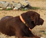 Small Photo #1 Golden Labrador Puppy For Sale in BLACKVILLE, SC, USA