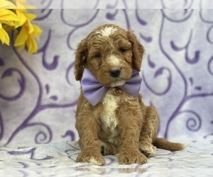 Goldendoodle Puppy for sale in LANCASTER, PA, USA