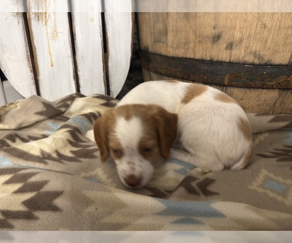 Medium Photo #7 Brittany Puppy For Sale in ORRUM, NC, USA