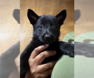 German Shepherd Dog Puppy for sale in RICHMOND, VA, USA