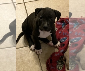 American Bully Puppy for sale in KILLEEN, TX, USA