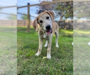 Golden Labrador Dogs for adoption in Claremore, OK, USA