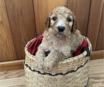 Small Photo #4 Irish Doodle Puppy For Sale in WHITNEY POINT, NY, USA