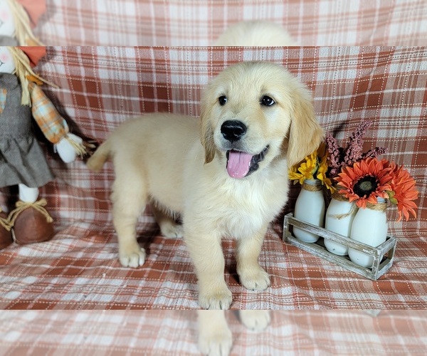 Medium Photo #4 Golden Retriever Puppy For Sale in FALCON, CO, USA