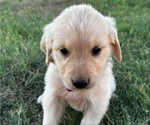Small Photo #4 Golden Retriever Puppy For Sale in CHINA SPRING, TX, USA