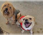 Small #1 Pug-Shih Tzu Mix