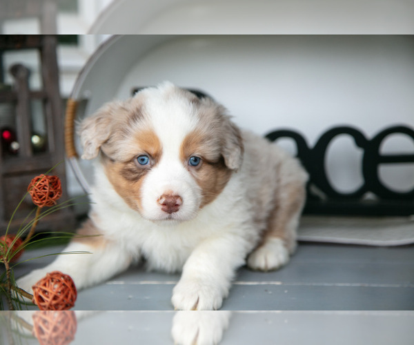 Medium Photo #10 Australian Shepherd Puppy For Sale in HOLMESVILLE, OH, USA