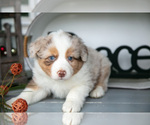 Small Photo #10 Australian Shepherd Puppy For Sale in HOLMESVILLE, OH, USA