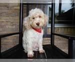 Small Cockapoo
