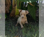 Small Photo #6 Chihuahua Puppy For Sale in ARANSAS PASS, TX, USA