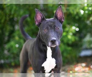 Australian Kelpie-Unknown Mix Dogs for adoption in Tavares, FL, USA