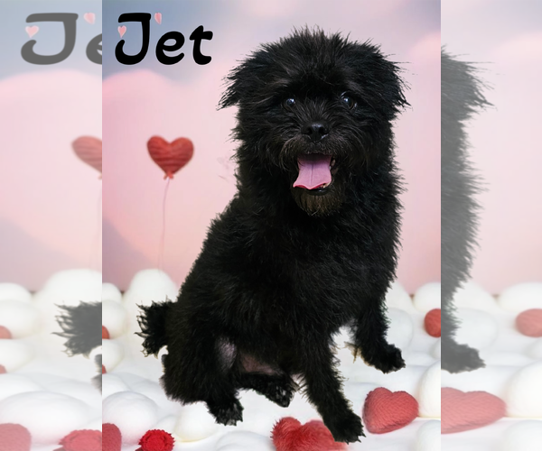 Medium Photo #2 Pugairn Puppy For Sale in Phelan, CA, USA