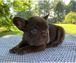 Small Photo #12 French Bulldog Puppy For Sale in BREMEN, IN, USA