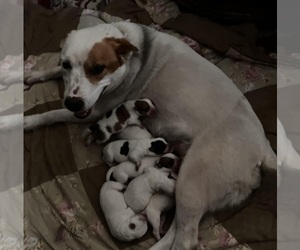 Mother of the Australian Cattle Dog puppies born on 05/09/2025