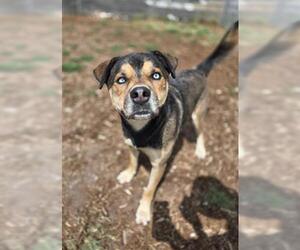 German Shepherd Dog-Siberian Husky Mix Dogs for adoption in Denver, CO, USA