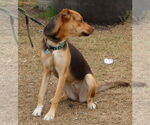 Small #2 German Shepherd Dog-Greyhound Mix