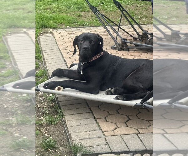Medium Photo #2 American Pit Bull Terrier-Great Dane Mix Puppy For Sale in Catasauqua, PA, USA