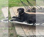 Small #1 American Pit Bull Terrier-Great Dane Mix