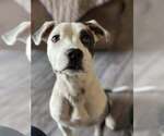 Small #1 Mutt