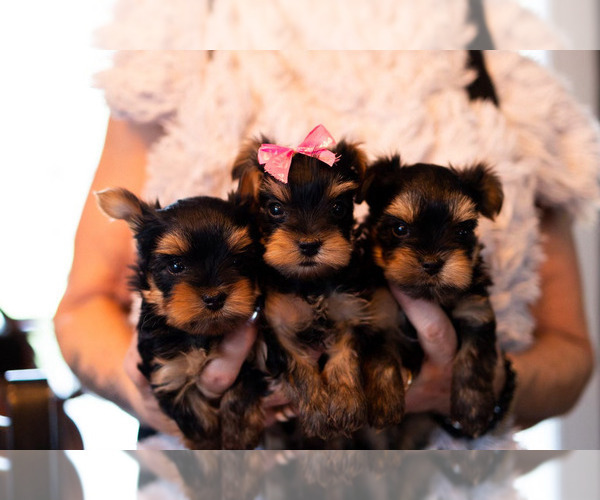 Medium Photo #3 Yorkshire Terrier Puppy For Sale in YACOLT, WA, USA