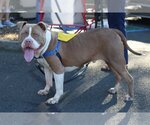 Small Photo #4 American Bulldog-American Staffordshire Terrier Mix Puppy For Sale in danville, CA, USA