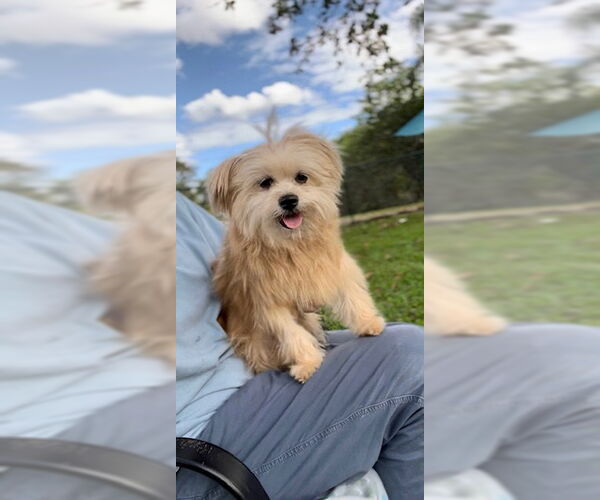 Medium Photo #1 Shiranian Puppy For Sale in Weston, FL, USA