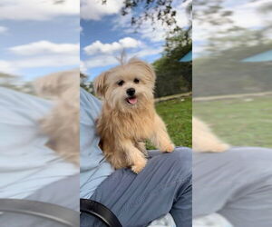 Shiranian Dogs for adoption in Weston, FL, USA