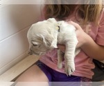 Small #4 Golden Retriever