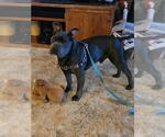 Small #2 French Bulldog Mix