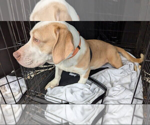 Medium Photo #3 Basset Hound-Unknown Mix Puppy For Sale in Brookville, OH, USA