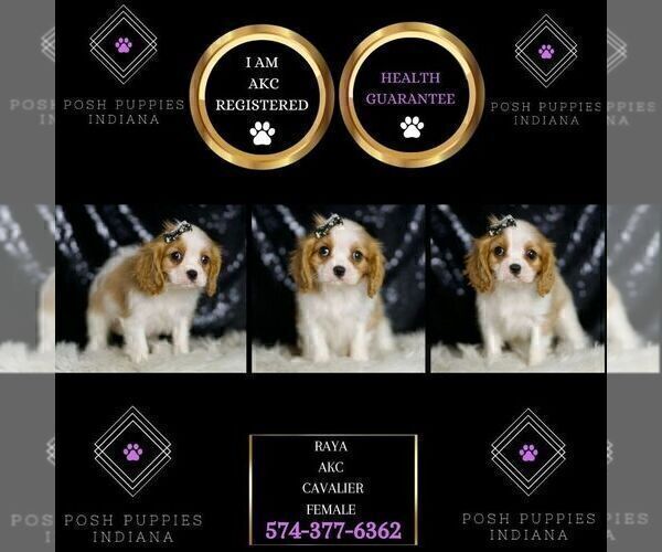 Medium Photo #65 Cavalier King Charles Spaniel Puppy For Sale in WARSAW, IN, USA