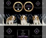 Small Photo #65 Cavalier King Charles Spaniel Puppy For Sale in WARSAW, IN, USA
