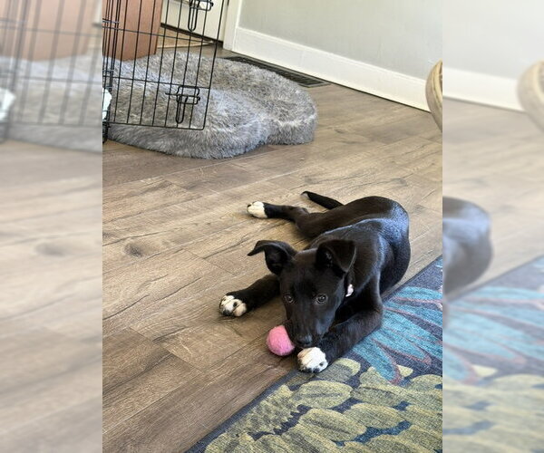 Medium Photo #6 Labrador Retriever-Unknown Mix Puppy For Sale in Sandy, UT, USA