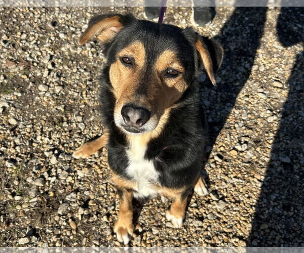 Medium Photo #5 English Shepherd-Unknown Mix Puppy For Sale in Anniston, AL, USA