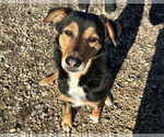 Small #4 English Shepherd Mix
