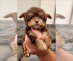 Small Photo #18 Yorkshire Terrier Puppy For Sale in NEWCASTLE, CA, USA