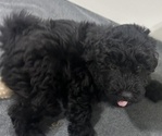 Puppy Black male Puli