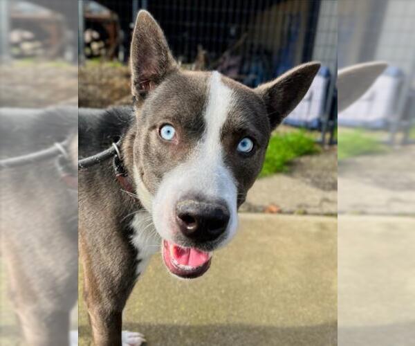 Medium Photo #1 Siberian Husky Puppy For Sale in Woodland, CA, USA