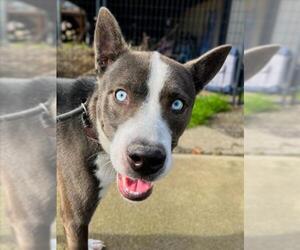 Siberian Husky Dogs for adoption in Woodland, CA, USA