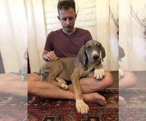 Great Dane Puppy for sale in LAURENS, SC, USA