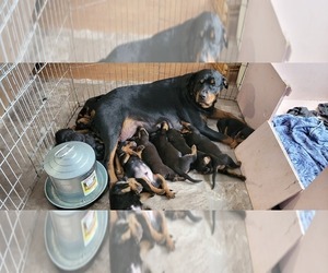 Mother of the Rottweiler puppies born on 01/23/2023