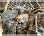 Puppy 2 Havachon